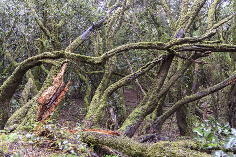 La Gomera 21 - parque nacional de Garajonay .jpg